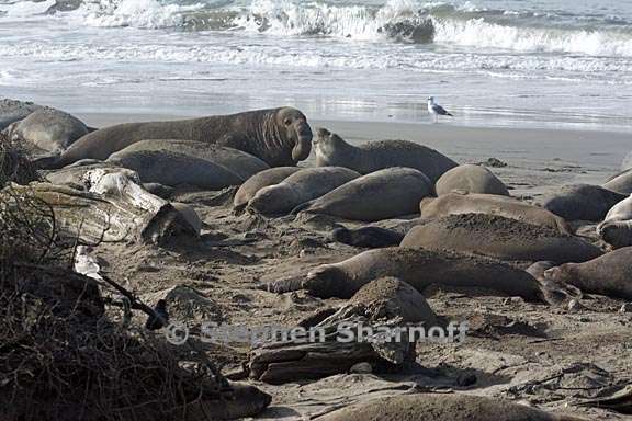 elephant seals 2 graphic